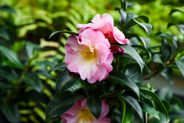 Close-up of blooming pink Camellia japonica flowers with glossy green leaves, captured in natural...