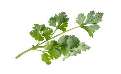 coriander leaves on transparent background PNG