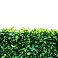 Fototapeta premium Lush green hedge foliage with a transparent background offers a versatile design element for landscape or garden compositions.