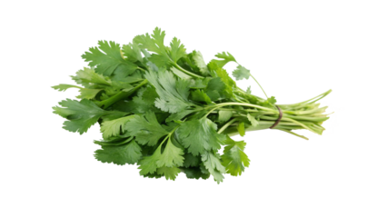 cilantro bunch isolated on transparent background PNG