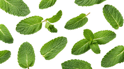 fresh green mint leaves isolated tree view PNG