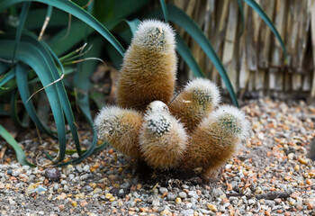 Close-up of Cleistocactus winteri with fuzzy orange spines growing in gravel soil. Unusual hairy...