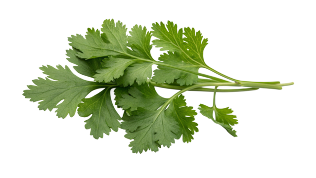 green coriander fresh leaves close up isolation on transparent background PNG
