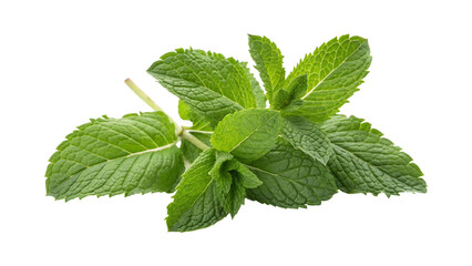 PNG fresh mint leaves on transparent background