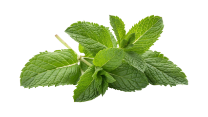 PNG fresh mint leaves on transparent background