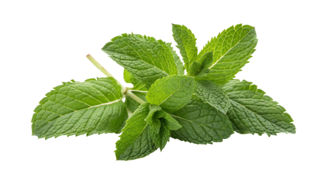 PNG fresh mint leaves on transparent background
