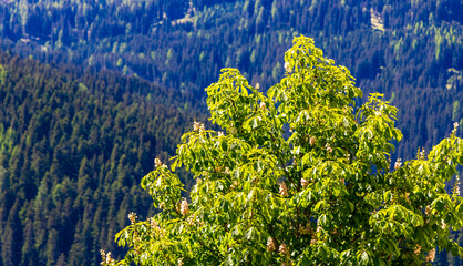 Treetop and clear blue sky in Fliess Tyrol Austria.