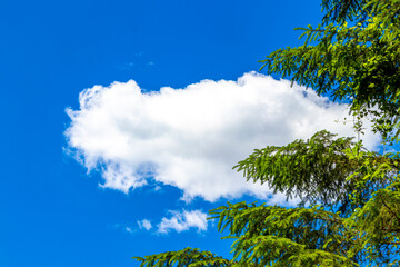 Treetop and clear blue sky in Fliess Tyrol Austria.