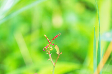 夏の森　赤い草が美しい01
