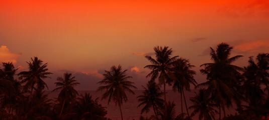 Silhouette of palm trees at sunset. Silhouette palm tree at tropical beach background