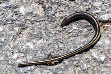 Dead snake sticks to the asphalt on the road Austria.