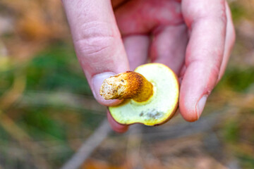 Mushroom collected in the forest Mushrooms in the hand Belarus.
