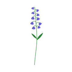 Bluebell floral branch with bellflower blooms, subtle gentle stem. Delicate wildflower, bell flower blossoms on thin sprig with leaf. Campanula. Flat vector illustration isolated on white background