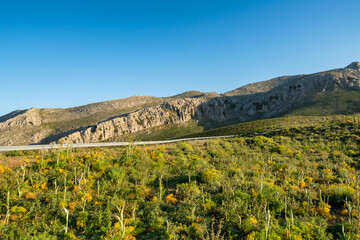 Wild yellow flowers blooming in a field with a scenic road and m