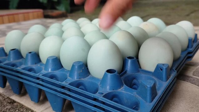 Put the duck eggs in the blue plastic egg tray