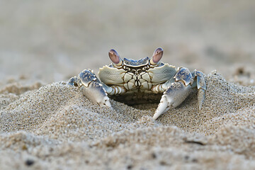 A crab half buried in the sand peeking out from its hiding spot