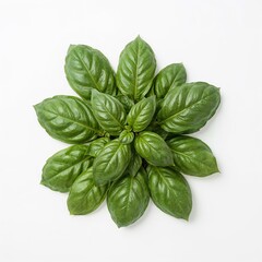 Fototapeta premium basil isolated on white background