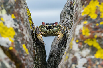 A crab framed perfectly between two jagged rocks forming a natural composition