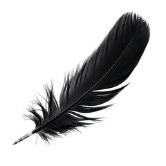 Elegant single black feather on dark background
