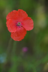 Roter Mohn in voller Blüte, Papaver rhoeas