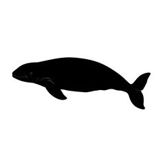Obraz premium Dugong black silhouette isolated on a transparent background.png