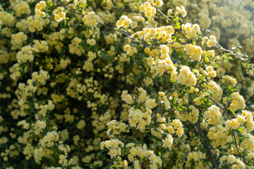 Yellow Lady Banks’ Roses in Spring Light③