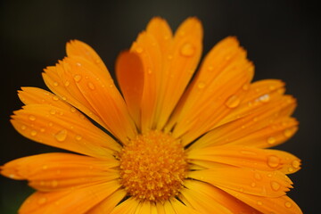 Sonnige, leuchtende gelbe Calendula officinalis im Detail mit Wasser Tropfen vom Regen