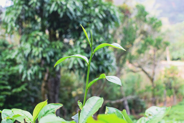 Tea leaves in closeup photo. Fresh Green tea tree leaves in eco herbal farm. Tree tea plantations in morning sunlight. Drinking organic relax heath plant. Green tea trees with two leaves and a bud