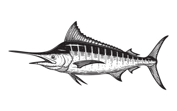 Marlin fish sport fishing woodcut engraving vector illustration