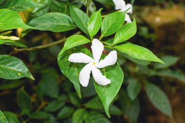 Elegant Close-Up of Pinwheel Flower (Wathusudda). Sri Lankan Native White Bloom in Natural Garden...