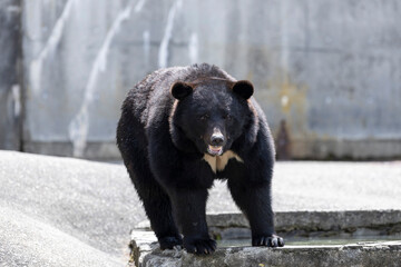 秋田_夏のクマ（ツキノワグマ、ヒグマ）