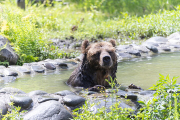 秋田_夏のクマ（ツキノワグマ、ヒグマ）