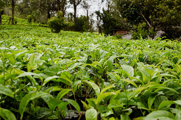 Tea leaves in closeup photo. Fresh Green tea tree leaves in eco herbal farm. Tree tea plantations in morning sunlight. Drinking organic relax heath plant. Green tea trees with two leaves and a bud