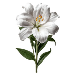 Fototapeta premium Lily cotton under arbor crown concept. A stunning white lily flower with delicate petals and vibrant detail.