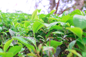 Tea leaves in closeup photo. Fresh Green tea tree leaves in eco herbal farm. Tree tea plantations in morning sunlight. Drinking organic relax heath plant. Green tea trees with two leaves and a bud