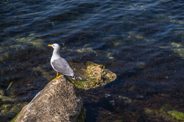 A seagull sits on a rock in the sea near the shore on a summer day.