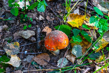 Toxic toadstool fly agaric mushroom mushrooms on the forest floor.