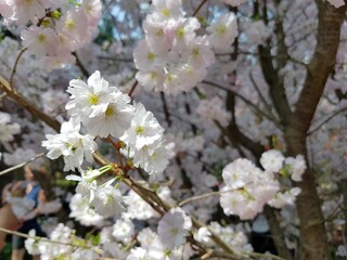 White Cherry Blossoms - Beautiful Sakura Flowers in Bloom
