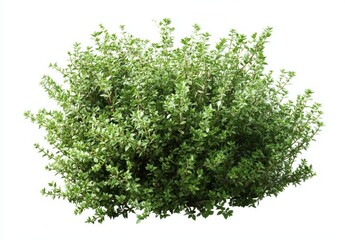 Obraz premium Dense cluster of vibrant green foliage