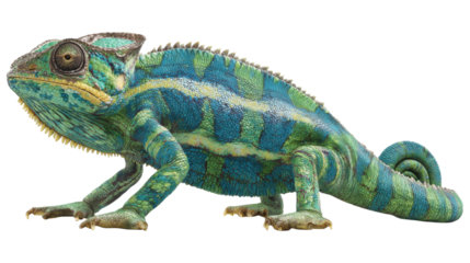 A vibrant chameleon with blue and green skin stands in profile on a transparent background