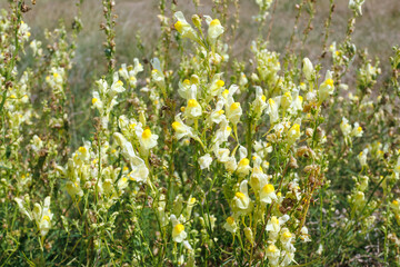 Wild yellow toadflax flowers in summer field