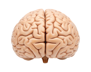 Detailed human brain anatomy with intricate gyri and sulci illustration