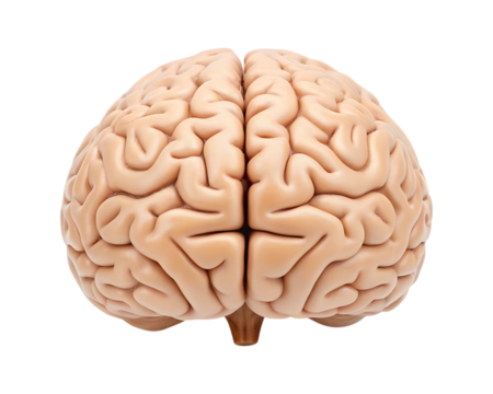 Detailed human brain anatomy with intricate gyri and sulci illustration
