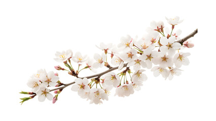 Delicate white cherry blossoms on dark background flower branch