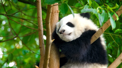 Panda Sleeps in the Tree