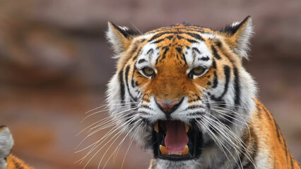 The Tiger Roars