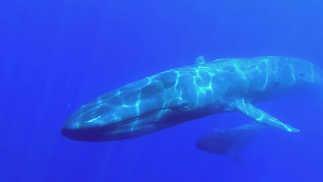 Blue Whale and Its Young Underwater