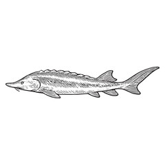 Fototapeta premium Vintage Sturgeon Fish Illustration - Black and White Hand-Drawn Aquatic Art for Decor
