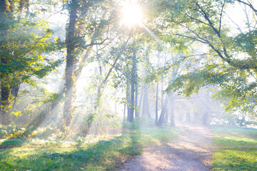 Sun shining through tree branches in forest on sunny spring morning. Bright sun rays through...