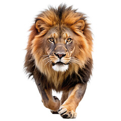 Obraz premium Majestic male lion with a full mane running forward with an aggressive expression isolated on a transparent background